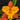 Flowering select Cattleya CC26/040
