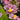 Flowering select Oncidium species CC26/043