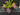 Flowering select Oncidium species CC26/043