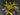 Flowering select Oncidium species CC26/043