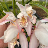 Orchid Species Cymbidium wenshanense SP23/001