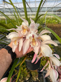 Orchid Species Cymbidium wenshanense SP23/001