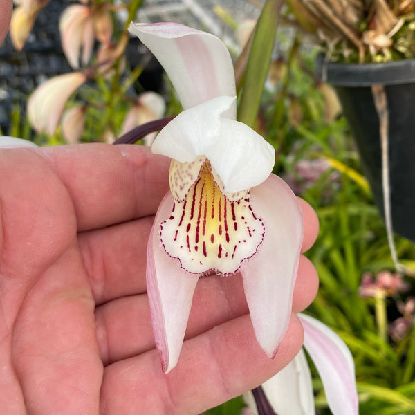 Orchid Species Cymbidium wenshanense SP23/002