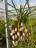 Orchid Species Cymbidium wenshanense SP23/003