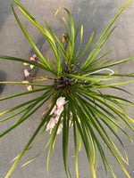 Orchid Species Cymbidium wenshanense SP23/003
