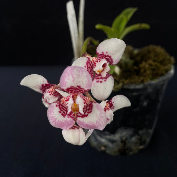 Flowering select Sarcochilus SP23/023