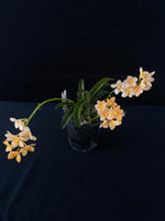 Flowering select Sarcochilus SP23/024