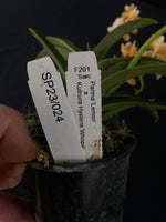 Flowering select Sarcochilus SP23/024