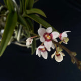 Flowering select Sarcochilus SP23/025