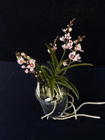 Flowering select Sarcochilus SP23/025