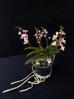 Flowering select Sarcochilus SP23/025