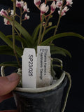 Flowering select Sarcochilus SP23/025