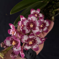 Flowering select Sarcochilus SP23/026
