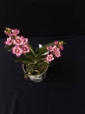Flowering select Sarcochilus SP23/026