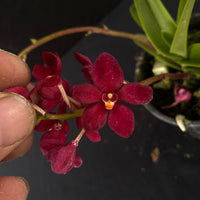 Flowering select Sarcochilus SP23/027