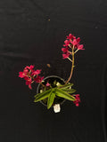 Flowering select Sarcochilus SP23/027