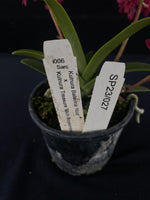 Flowering select Sarcochilus SP23/027