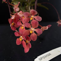 Flowering select Sarcochilus SP23/028