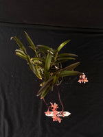 Flowering select Sarcochilus SP23/028