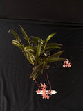Flowering select Sarcochilus SP23/028