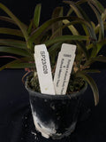 Flowering select Sarcochilus SP23/028