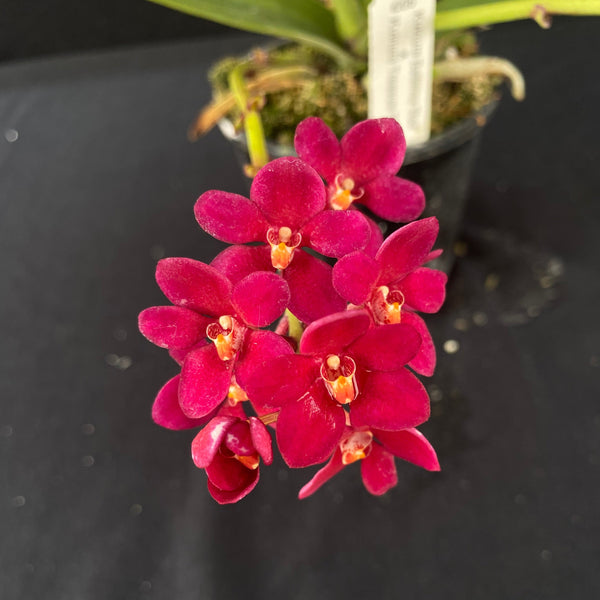 Flowering select Sarcochilus SP23/030
