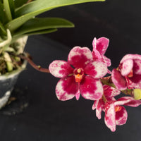 Flowering select Sarcochilus SP23/031