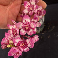 Flowering select Sarcochilus SP23/032