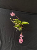 Flowering select Sarcochilus SP23/032