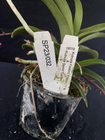 Flowering select Sarcochilus SP23/032