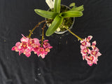 Flowering select Sarcochilus SP23/033