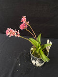 Flowering select Sarcochilus SP23/033