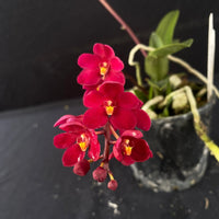 Flowering select Sarcochilus SP23/034