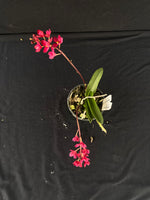 Flowering select Sarcochilus SP23/034