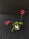 Flowering select Sarcochilus SP23/034