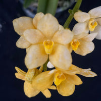 Flowering select Sarcochilus SP23/035
