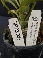 Flowering select Sarcochilus SP23/035