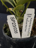 Flowering select Sarcochilus SP23/035