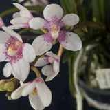 Flowering select Sarcochilus SP23/036