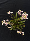 Flowering select Sarcochilus SP23/036
