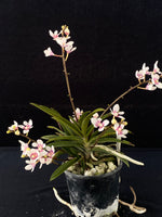 Flowering select Sarcochilus SP23/036