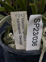 Flowering select Sarcochilus SP23/036