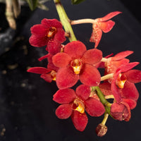 Flowering select Sarcochilus SP23/037