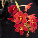 Flowering select Sarcochilus SP23/037