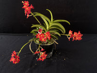 Flowering select Sarcochilus SP23/037