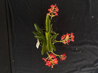Flowering select Sarcochilus SP23/037