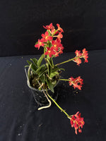 Flowering select Sarcochilus SP23/037
