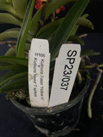 Flowering select Sarcochilus SP23/037