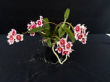 Flowering select Sarcochilus SP23/038