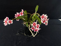 Flowering select Sarcochilus SP23/038